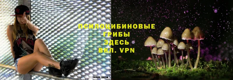 Галлюциногенные грибы Cubensis  площадка официальный сайт  Болотное 